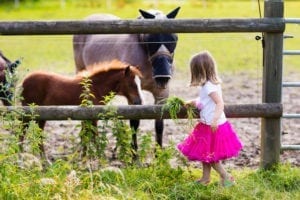 Little girl feeding baby horse on ranch